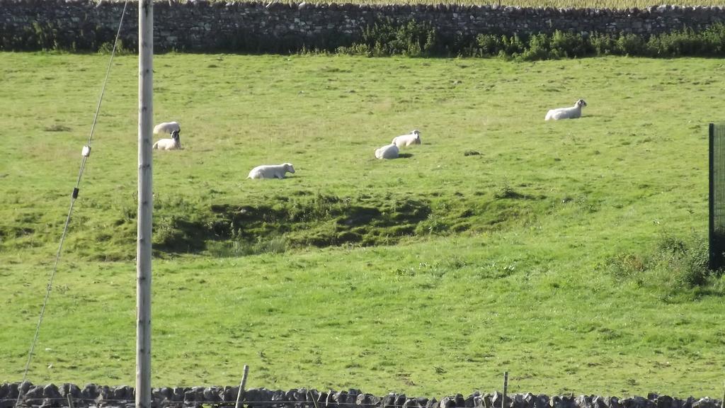 Curlew Barn Bed & Breakfast Leyburn Bagian luar foto