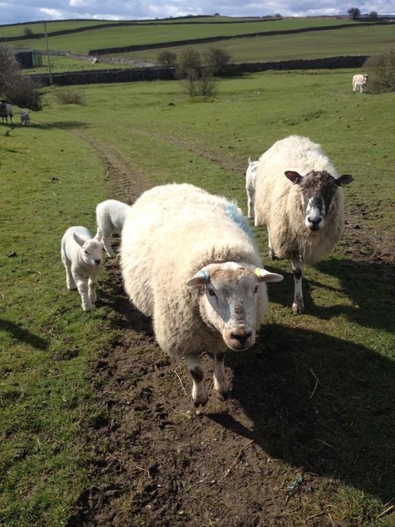Curlew Barn Bed & Breakfast Leyburn Bagian luar foto